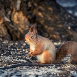 En tripp till Råstasjön squirrel solna råstasjön heron häger ekorre 