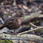 En tripp till Råstasjön squirrel solna råstasjön heron häger ekorre 