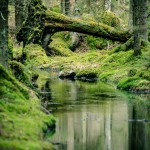 Vallmo Källa vatten vallmokälla urtidsdjur urskog stenar spegel skogen skog porträtt mossa bäck 