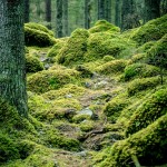 Vallmo Källa vatten vallmokälla urtidsdjur urskog stenar spegel skogen skog porträtt mossa bäck 