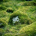 Vallmo Källa vatten vallmokälla urtidsdjur urskog stenar spegel skogen skog porträtt mossa bäck 