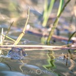 Vårvärme vitsippor viper vår toad spring snok snake padda orm groda frog 