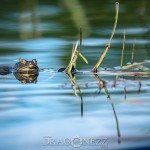 Vårvärme vitsippor viper vår toad spring snok snake padda orm groda frog 