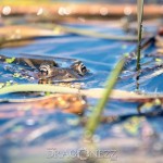 Vårvärme vitsippor viper vår toad spring snok snake padda orm groda frog 