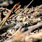 Vårvärme vitsippor viper vår toad spring snok snake padda orm groda frog 