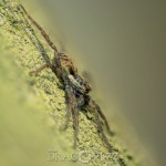 En tur till Fullerö viper spindel spider snake orm myra macrofoto macro huggorm fly fluga blåsippor ant 