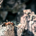 En tur till Fullerö viper spindel spider snake orm myra macrofoto macro huggorm fly fluga blåsippor ant 