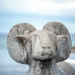 Gotland visby toyotafjcruiser toyotafj toyota tofta strykjärnet stad småhus ringmuren port pitoreskt lantligt körsbärsblomster kärlek hund havet gränder gotland får dörr 