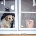 Gotland visby toyotafjcruiser toyotafj toyota tofta strykjärnet stad småhus ringmuren port pitoreskt lantligt körsbärsblomster kärlek hund havet gränder gotland får dörr 