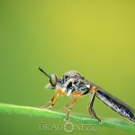 Macro vid Morga hage tiny creatures small things macro insekter insects bugs 