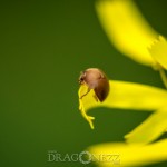 Macro vid Morga hage tiny creatures small things macro insekter insects bugs 