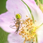 Macro vid Morga hage tiny creatures small things macro insekter insects bugs 