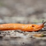 Sniglar tärna sniglar snigel snail slug ödla natur lizard fisk blomma 