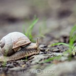 Sniglar tärna sniglar snigel snail slug ödla natur lizard fisk blomma 