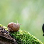 Sniglar tärna sniglar snigel snail slug ödla natur lizard fisk blomma 