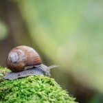 Sniglar tärna sniglar snigel snail slug ödla natur lizard fisk blomma 