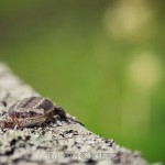 Sniglar tärna sniglar snigel snail slug ödla natur lizard fisk blomma 