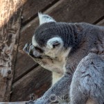 Furuvik lemur känguru get furuvik emu 