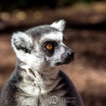 Furuvik lemur känguru get furuvik emu 