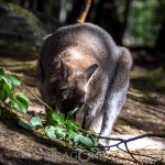 Furuvik lemur känguru get furuvik emu 