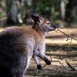 Furuvik lemur känguru get furuvik emu 