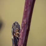 Fullerö Macro macro insekter insects fullerö bugs 