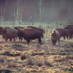 Bison Hill uroxe motljus dimma bisonpark bisonoxe bisonhill bison hill bison 