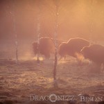 Bison Hill uroxe motljus dimma bisonpark bisonoxe bisonhill bison hill bison 