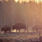 Bison Hill uroxe motljus dimma bisonpark bisonoxe bisonhill bison hill bison 