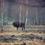 Bison Hill uroxe motljus dimma bisonpark bisonoxe bisonhill bison hill bison 