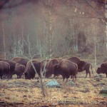 Bison Hill uroxe motljus dimma bisonpark bisonoxe bisonhill bison hill bison 