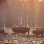 Bison Hill uroxe motljus dimma bisonpark bisonoxe bisonhill bison hill bison 