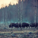 Bison Hill uroxe motljus dimma bisonpark bisonoxe bisonhill bison hill bison 