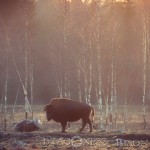 Bison Hill uroxe motljus dimma bisonpark bisonoxe bisonhill bison hill bison 