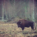 Bison Hill uroxe motljus dimma bisonpark bisonoxe bisonhill bison hill bison 