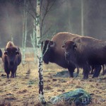 Bison Hill uroxe motljus dimma bisonpark bisonoxe bisonhill bison hill bison 