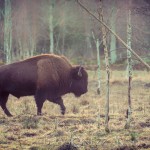 Bison Hill uroxe motljus dimma bisonpark bisonoxe bisonhill bison hill bison 