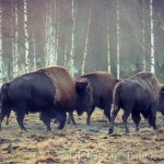 Bison Hill uroxe motljus dimma bisonpark bisonoxe bisonhill bison hill bison 