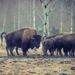 Bison Hill uroxe motljus dimma bisonpark bisonoxe bisonhill bison hill bison 