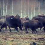 Bison Hill uroxe motljus dimma bisonpark bisonoxe bisonhill bison hill bison 