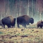 Bison Hill uroxe motljus dimma bisonpark bisonoxe bisonhill bison hill bison 