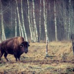 Bison Hill uroxe motljus dimma bisonpark bisonoxe bisonhill bison hill bison 