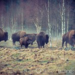 Bison Hill uroxe motljus dimma bisonpark bisonoxe bisonhill bison hill bison 