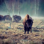 Bison Hill uroxe motljus dimma bisonpark bisonoxe bisonhill bison hill bison 