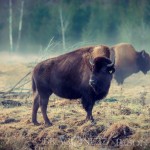 Bison Hill uroxe motljus dimma bisonpark bisonoxe bisonhill bison hill bison 