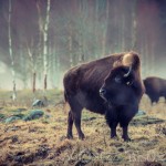 Bison Hill uroxe motljus dimma bisonpark bisonoxe bisonhill bison hill bison 