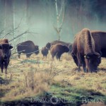 Bison Hill uroxe motljus dimma bisonpark bisonoxe bisonhill bison hill bison 