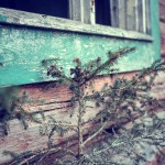 Torpet på berget ue torp skog övergivet old öde hartassar deserted house deserted berg abandoned 