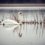 Svansjön vårkänslor swanlake swan svansjön svanar svan sjö nature love lake heart fysingen 