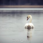 Svansjön vårkänslor swanlake swan svansjön svanar svan sjö nature love lake heart fysingen 